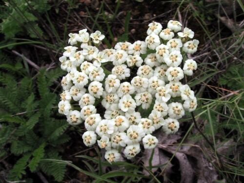 White Yarrow Seed
