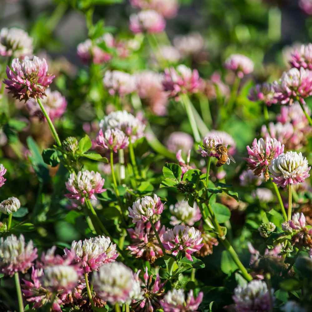 300+ Alsike Clover Seeds