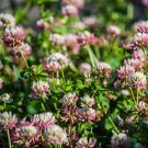 300+ Alsike Clover Seeds