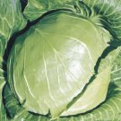 200+Early Golden Acre Cabbage Seeds Chinese Cabbage White Center AVE WT 3lbs USA
