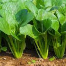200+Tendergreen Mustard Seeds (Brassica juncea) Spinach mustard Komatsuna USA