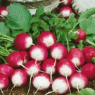 200 Organic Sparkler Radish seeds