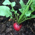 200 Organic Cherry Bell Radish seeds