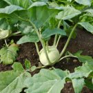 200+ White Viena Kohlrabi Seeds(Brassica oleracea) Garden Vegetable USA