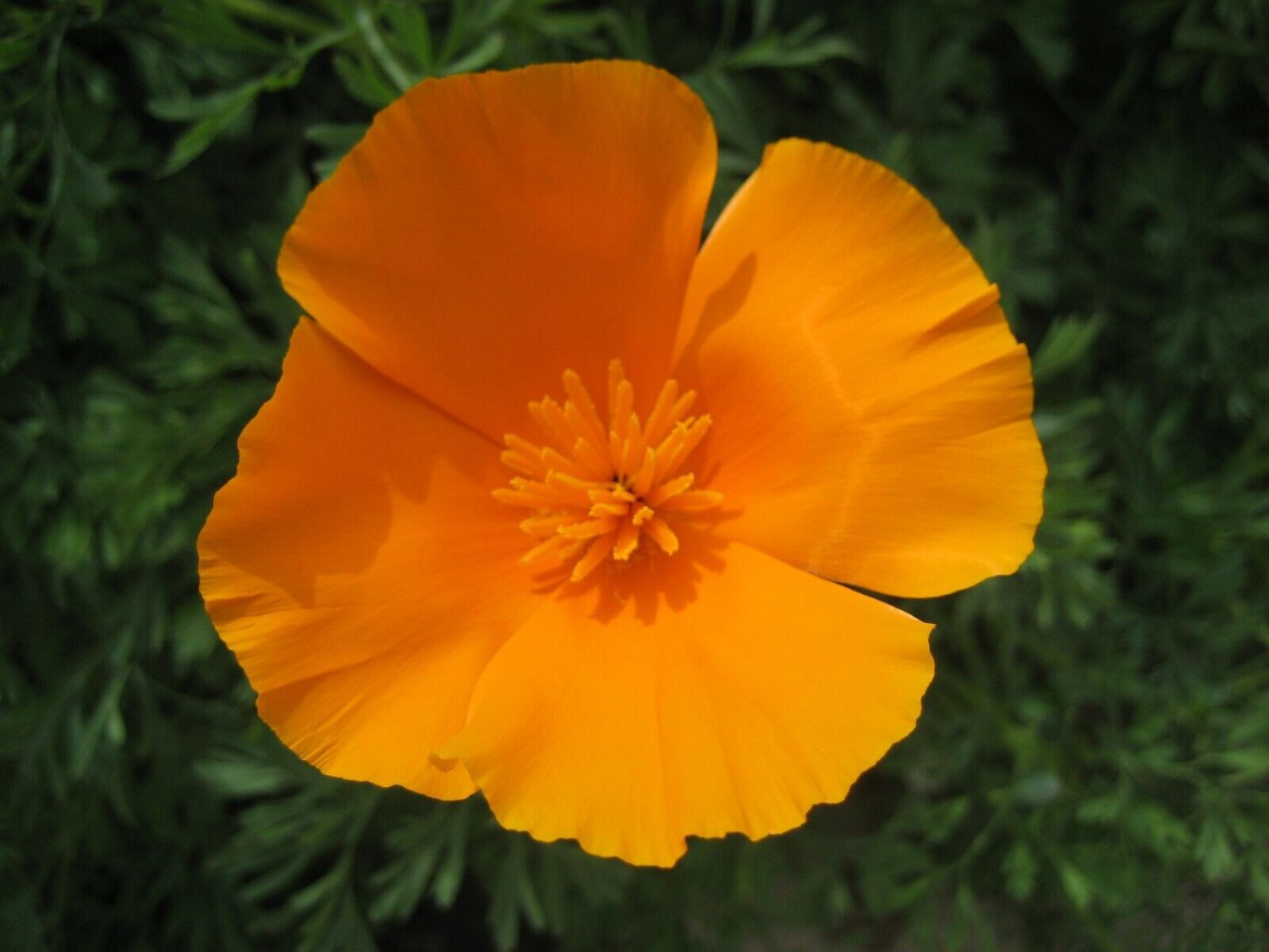 100 Organic California poppy seeds