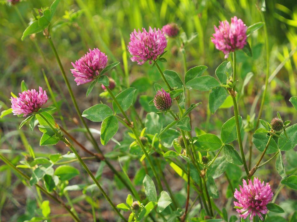 300 Medium Red Clover Seeds