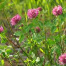300 Medium Red Clover Seeds