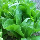 100 Parris Island Romaine lettuce seeds