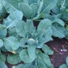 200+ Cauliflower Seeds Snowball Self Blanching Cauliflower(Brassica oleracea)USA