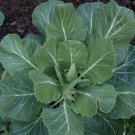 200+Kale Seeds Champion Collard Greens (Brassica Oleracea)Kale Vegetable USA