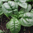 100 Organic Bloomsdale Long standing Spinach seeds