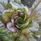 500+Lettuce Seeds Red Romaine Romaine Lettuce (Lactuca sativa)Salad Green USA