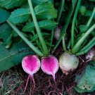 100+ Watermelon Radish Seeds Chinese red meat Radish Beauty Heart Heirloom USA