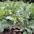 200+Red Russian Kale Seeds(Brassica oleracea)Beautiful Tender Leaves USA