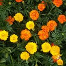 200+ Broccoli Seeds Waltham 29 Broccoli Non GMO Fresh Garden Vegetable USA