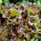 50 African Marigold Crackerjack Flower seed