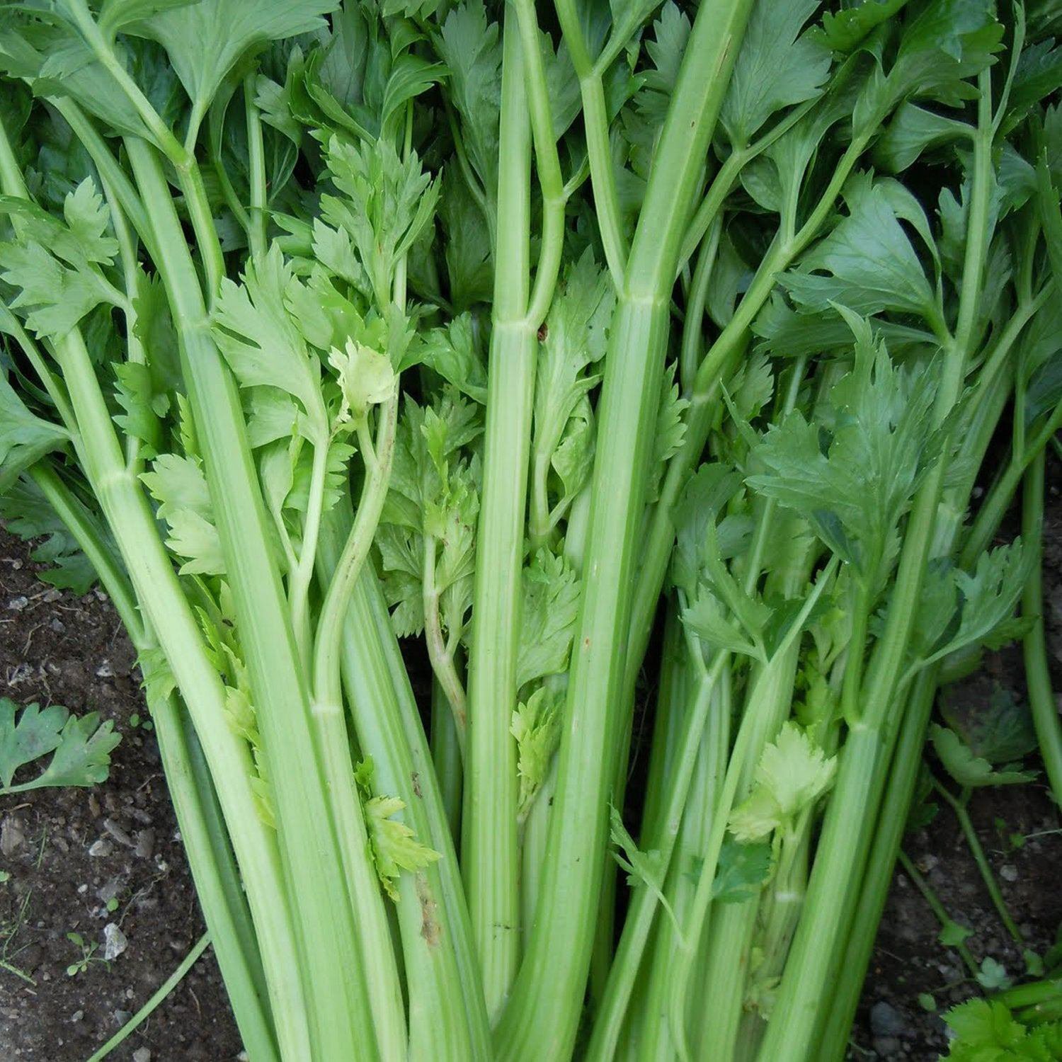 100 Utah 5270 Celery seeds