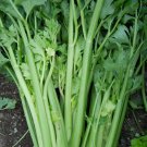 100 Utah 52-70 Celery seeds