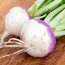 100 Purple Top white Globe Turnip seeds