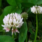 300+ White Dutch Clover Seeds
