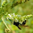 300 Sweet White Clover Seeds