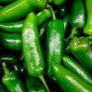 50 Organic Hot Jalapeno Pepper seeds