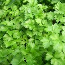 100 Organic Plain or Single Parsley seeds