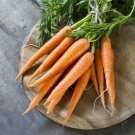 200 Danvers 126 Carrot seeds