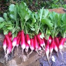 25 Organic Boston Pickling Cucumber seeds
