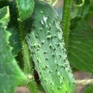 50 Organic Boston Pickling Cucumber seeds