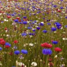 100 Patriot Cornflower seeds
