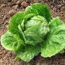 100 Iceberg lettuce seeds