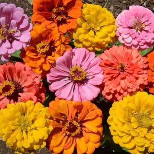 100 Zinnia Seeds