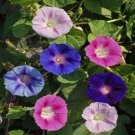 150 Morning Glory Mixed colors seeds