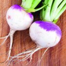 100 American Purple Top Rutabaga seeds