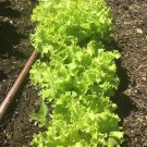 100 Organic Grand Rapids lettuce seeds