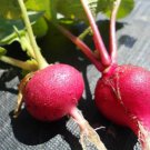 200 Organic Crimson Giant Radish seeds
