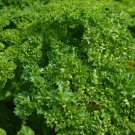 100 Organic Triple Moss Curled Parsley seeds