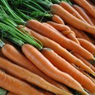 200 Scarlet Nantes Carrot seeds