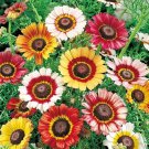 100 Painted Daisy Seeds