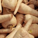 100+Parsnip Seeds All American Parsnip Seed
