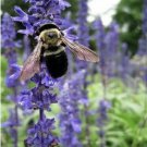 Scarborough Seeds 500 Hyssop Seeds