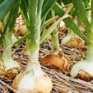 100+ Onion Seeds Walla Walla Onion Seeds Heirloom Tasting Garden Fresh USA