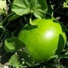 5+ Giant Bushel Gourd Seeds Fruit up to 100 lbs For Basket Arts&Crafts USA