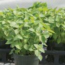 SCARBOROUGH SEEDS THAI HOLY BASIL KAPOOR TULSI 400 SEEDS ORGANIC HERB