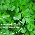 SCARBOROUGH SEEDS Italian Parsley 500 Seeds Non-GMO Fresh Garden Seeds
