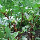 50+ Red Burgundy Okra Seeds Vegetable Seeds(Abelmoschus Esculentus) USA