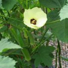 50+ Okra seeds Clemson Spineless Okra Super healthy vegetable USA