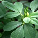 SCARBOROUGH SEEDS Fenugreek