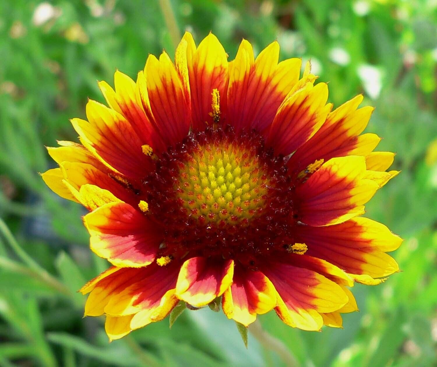 100 Blanket flower seeds